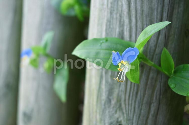木の間から咲く青い花 花,青,咲くの写真素材