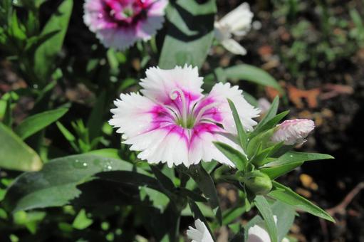 花壇に咲いた白地にピンクのナデシコ 花壇に咲いた白地にピンクのナデシコの写真