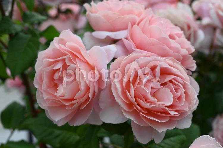 自家栽培の薔薇 薔薇,バラ,ばらの写真素材