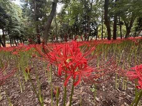 彼岸花 曼珠沙華 彼岸花 曼珠沙華 彼岸花,曼珠沙華,赤の写真素材