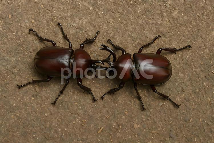 戦うカブトムシペア カブトムシ,昆虫,甲虫の写真素材