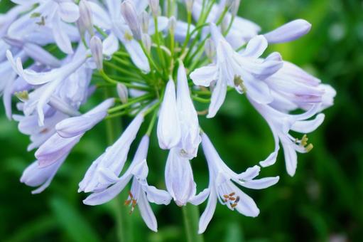 雨上がりのアガパンサスの花 雨上がりのアガパンサスの花の写真