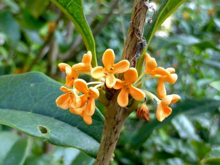 街中の植え込みで花開いたキンモクセイ 街中の植え込みで花開いたキンモクセイ キンモクセイ,花,木の写真素材