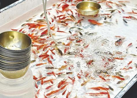 金魚すくい 金魚すくい 金魚,お祭り,縁日の写真素材