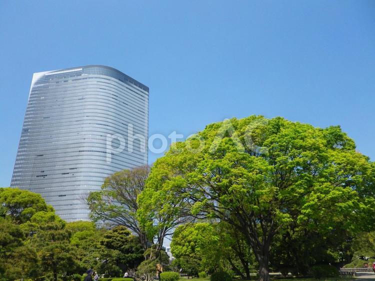 浜離宮恩賜庭園から望む電通本社ビル 浜離宮恩賜庭園,電通ビル,東京の写真素材