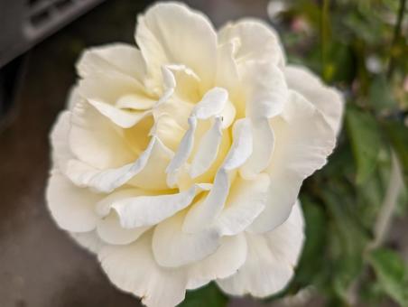 クリーム色のバラ クリーム色のバラ 薔薇,バラ,クリーム色の写真素材