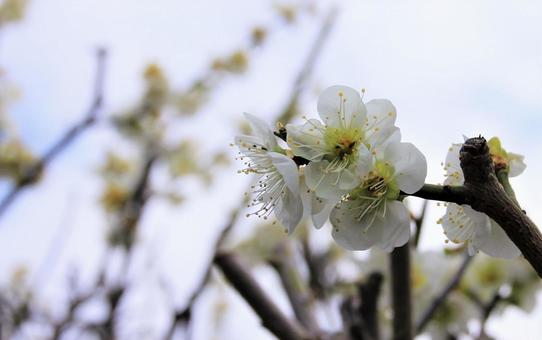 梅の花 梅の花の写真