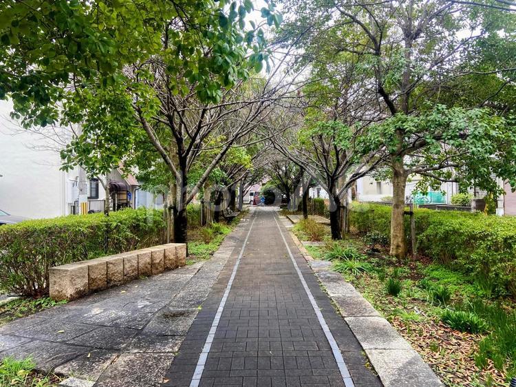 木々の中のまっすぐな道 まっすぐ,続く,自然の写真素材