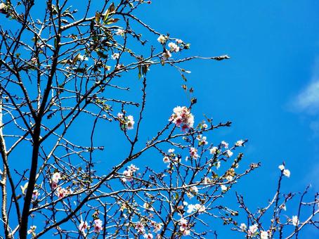 寒空に咲き始めた10月桜 桜,10月桜,冬の写真素材