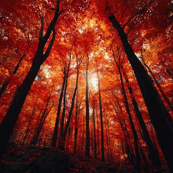 秋の森、真紅に染まるの写真