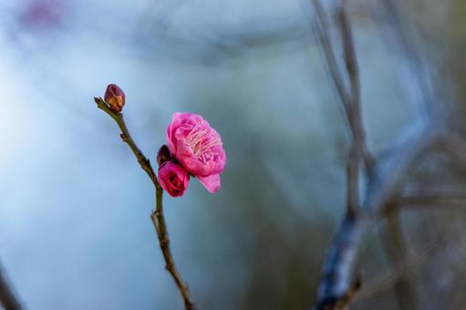 梅の花 梅の花の写真