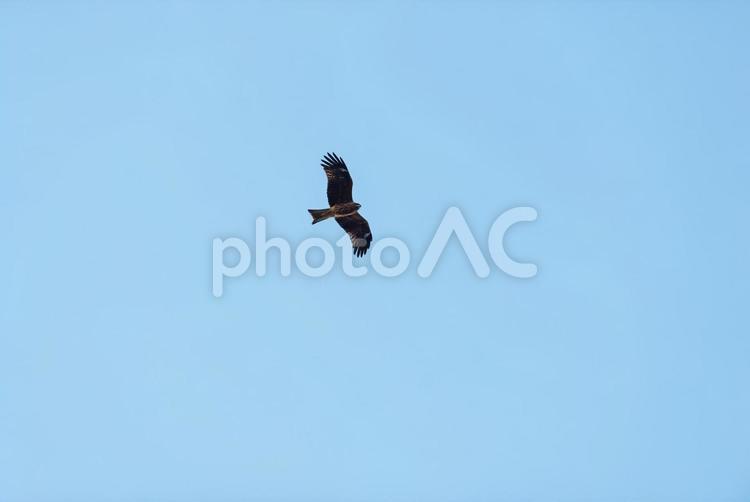 上空から辺りを見回すトビ トビ,猛禽類,野鳥の写真素材