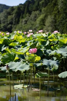 蓮の花 蓮の花 蓮の花,ハスの花,花の写真素材