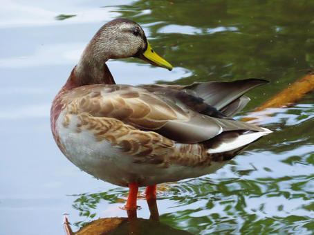 マガモ マガモ マガモ,可愛い,鳥の写真素材