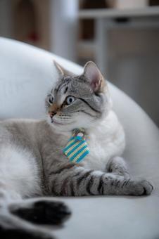 ネクタイをつけた猫 ネクタイをつけた猫 猫,ペット,ネクタイの写真素材