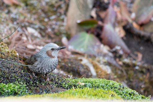 自然の中のヒヨドリ 自然の中のヒヨドリ 野生の鳥,野生動物,風景の写真素材