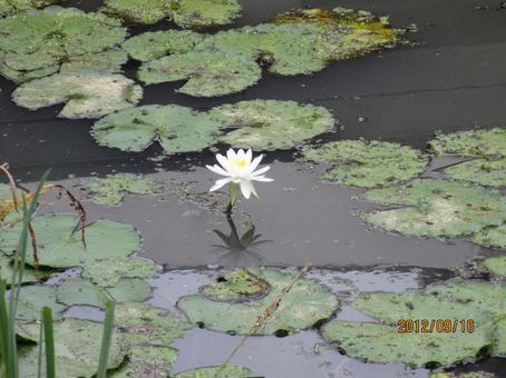 Water lily, water lily, pool, china, JPG