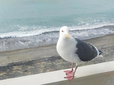 かもめと海2 かもめと海2 カモメ,鳥,海の写真素材