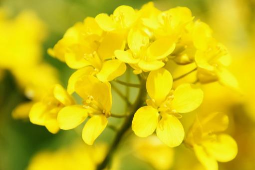 菜の花 菜の花 菜の花,黄色,花の写真素材