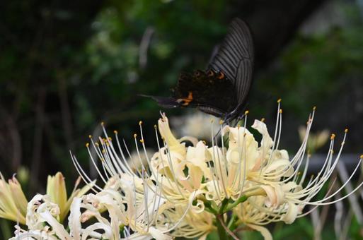 虫と花 虫と花 彼岸花,蛾,チョウチョの写真素材