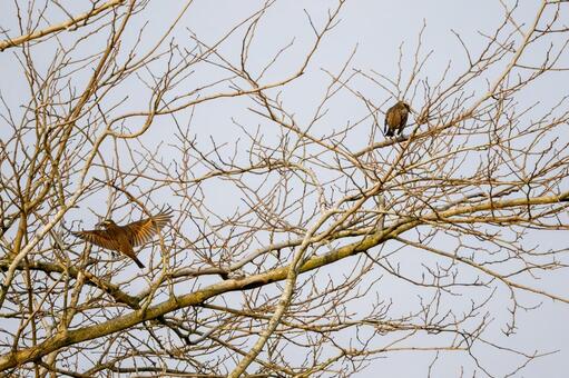 ツグミ⒄ 鳥,ツグミ,野鳥の写真素材