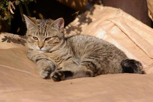 ガラ袋の上で日向ぼっこするキジトラ仔猫② ガラ袋の上で日向ぼっこするキジトラ仔猫② ネコ,仔猫,野良猫の写真素材