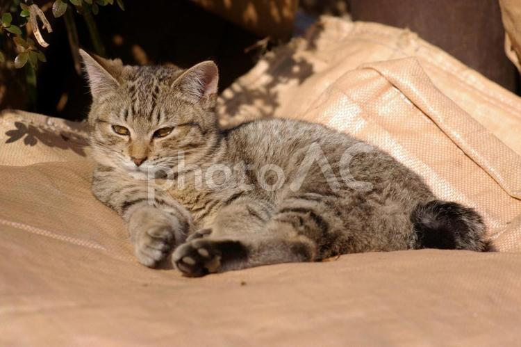 ガラ袋の上で日向ぼっこするキジトラ仔猫② ネコ,仔猫,野良猫の写真素材