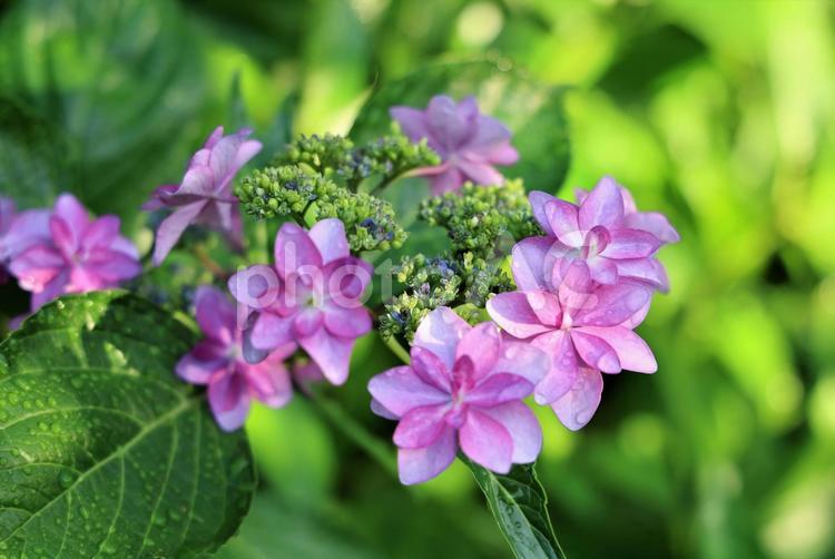 アジサイ アジサイ,花,フラワーの写真素材