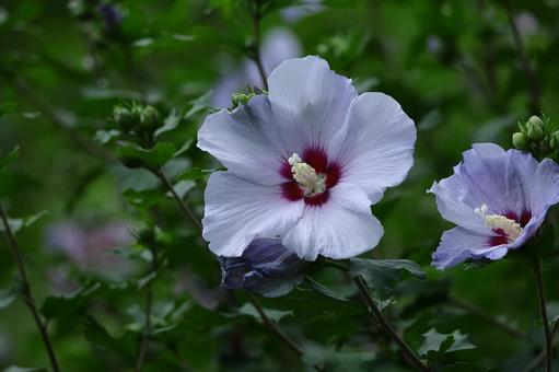 夏の茶室を彩る 夏の茶室を彩るの写真