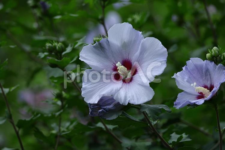 夏の茶室を彩る 木槿,花,アオイ科の植物の写真素材