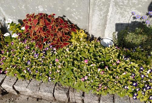 花壇の様々な花　秋の写真