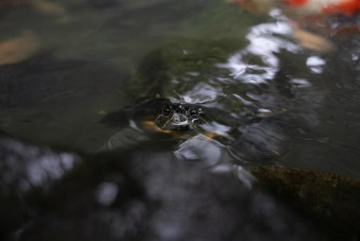 水面に顔を出すカメ カメ,亀,水面の写真素材