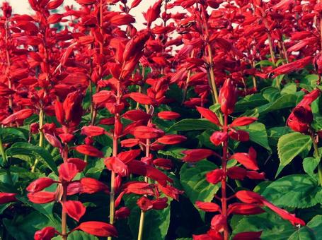 サルビア サルビアの写真