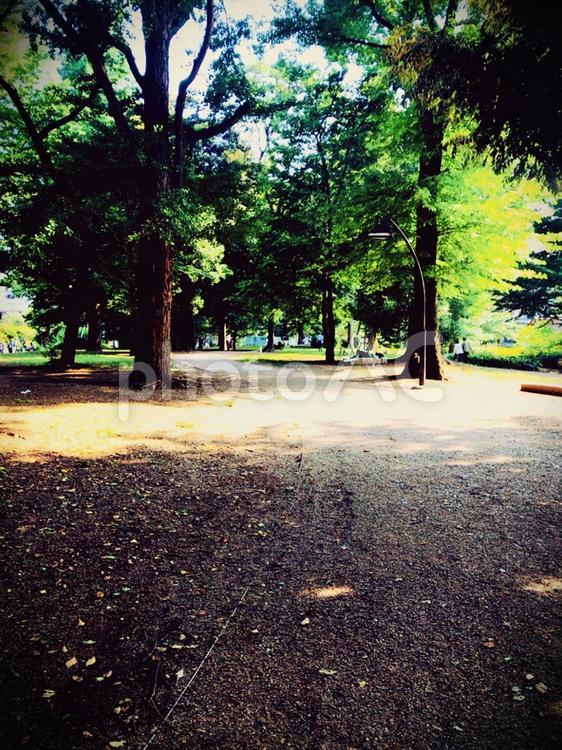 上野公園　うえのおんしこうえん 上野公園,上野恩賜公園,うえのおんしこうえんの写真素材