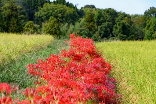 稲穂と彼岸花が彩る田園風景 稲穂と彼岸花が彩る田園風景の写真
