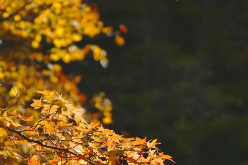 秋の背景画像２ 背景画像,晩秋,秋の写真素材