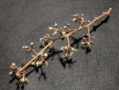 白露前の食べ終えたシャインマスカット 白露前の食べ終えたシャインマスカットの写真