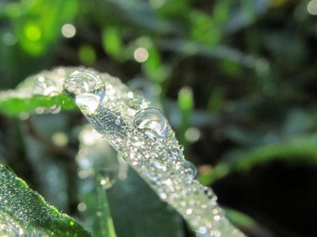 水滴と朝の光 Water drops 水滴と朝の光 Water dropsの写真