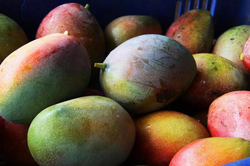Harvested Brazilian mangoes, JPG