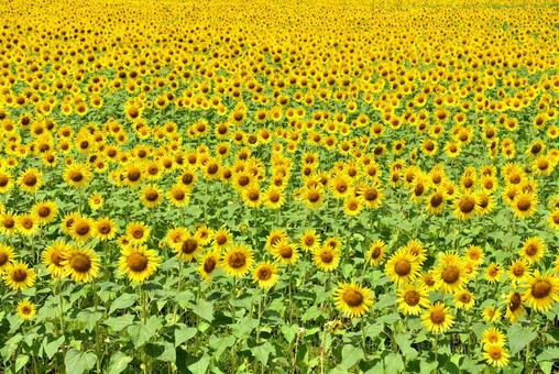 たくさんのヒマワリの花 たくさんのヒマワリの花の写真