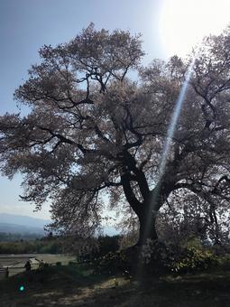 桜 桜の写真