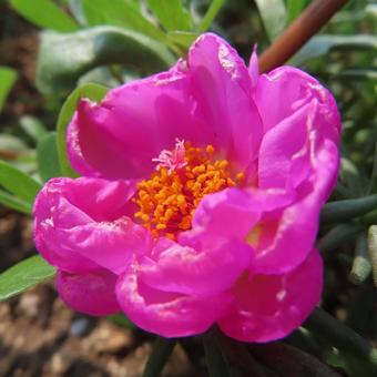 マツバボタン（松葉牡丹） マツバボタン,松葉牡丹,花の写真素材