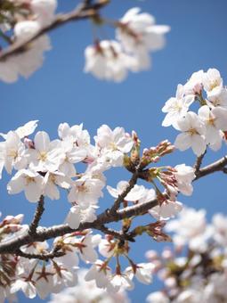 Cherry blossoms and blue sky, JPG