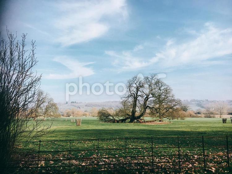 イギリス　郊外の風景 イギリス,木,青空の写真素材