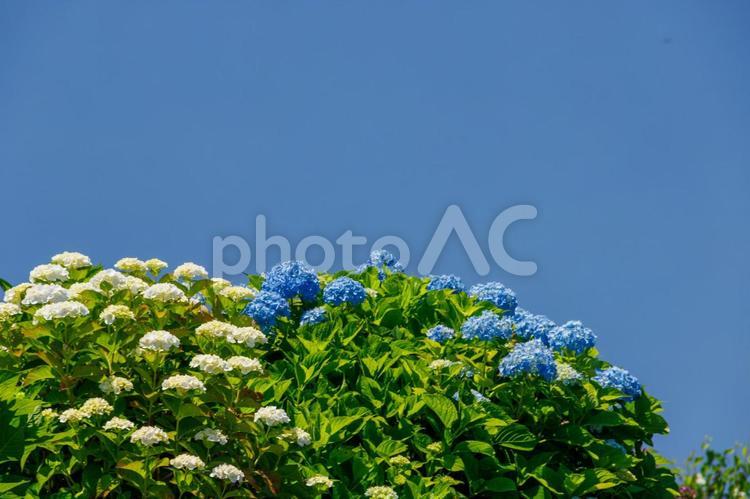 梅雨の晴れ間に咲く白と青の紫陽花 紫陽花,あじさい,アジサイの写真素材