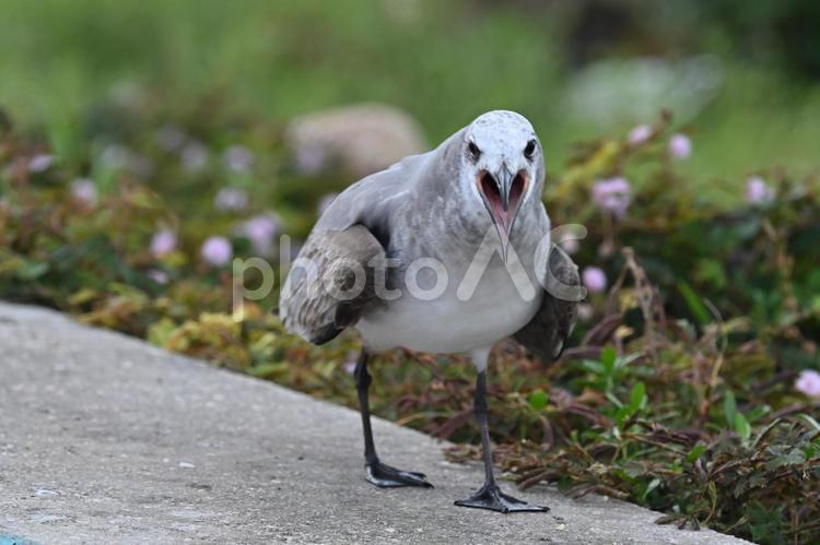 食べ物めぐって他の鳥を威嚇するカモメ 野鳥,鳥,自然の写真素材