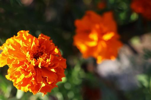 １０月中旬の陽の当たるマリーゴールドの写真