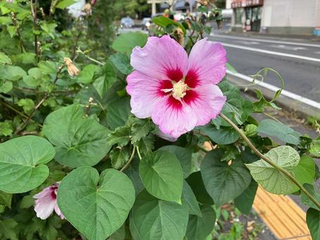 大きいムクゲの花 花,道端,自然の写真素材