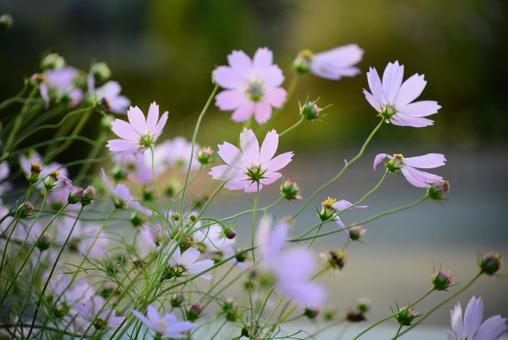 コスモスの花 コスモス,花,アキザクラの写真素材