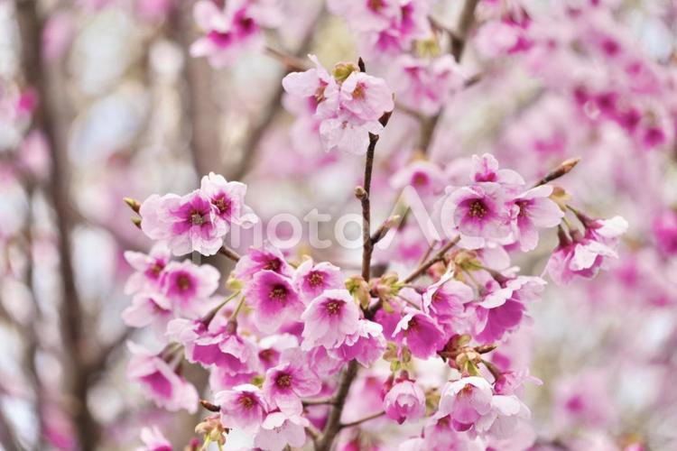 桜の季節 さくら,背景,春の訪れの写真素材